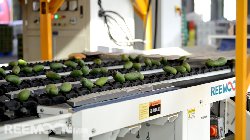 據ASIAFRUIT亞洲水果報道，貴妃芒本季有望迎來日本市場的開放。眾所周知，水果出口的門檻更高。人工分揀充滿主觀性和不確定性，靠人工分揀無法滿足出口的標準，一臺能夠準確檢測水果各項指標的分選機對于出口水果的檢測顯得尤為重要。綠萌（REEMOON ）創立于2001年，依托于中國科學院及華中農業大學，專注