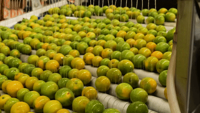 1636362045131924.gif 清洗臍橙.gif