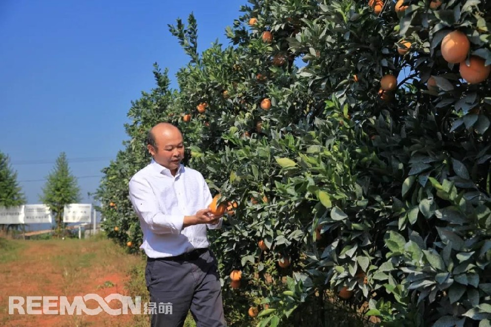江西綠萌科技控股有限公司董事長(zhǎng)朱壹我是第3次造訪綠萌位于江西省信豐縣大阿鎮(zhèn)的現(xiàn)代農(nóng)業(yè)科技示范基地。與前幾次來(lái)的時(shí)間不同，這趟過(guò)來(lái)恰逢果實(shí)成熟期。我們品嘗了幾個(gè)品種，口感都非常好。尤其是我最?lèi)?ài)的“雞尾葡萄柚”，糖度普遍在13%以上，風(fēng)味令人記憶深刻。“現(xiàn)在除了臍橙和‘雞尾葡萄柚’，還有其他適合的品種