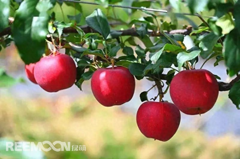 中國(guó)是世界上最大的蘋(píng)果生產(chǎn)國(guó)，也是全球最大的蘋(píng)果消費(fèi)國(guó)。每年的7-9月是蘋(píng)果大量采摘上市的季節(jié)，蘋(píng)果產(chǎn)地分布范圍廣，河北、山東、陜西、山西、甘肅、新疆等地區(qū)均大量種植，年產(chǎn)量超過(guò)4000萬(wàn)噸。中國(guó)的蘋(píng)果產(chǎn)業(yè)鏈較為完整，涵蓋了種植、采摘、分選、包裝、加工和銷售等環(huán)節(jié)。蘋(píng)果采后分選實(shí)現(xiàn)了蘋(píng)果品質(zhì)標(biāo)準(zhǔn)化處理，提高