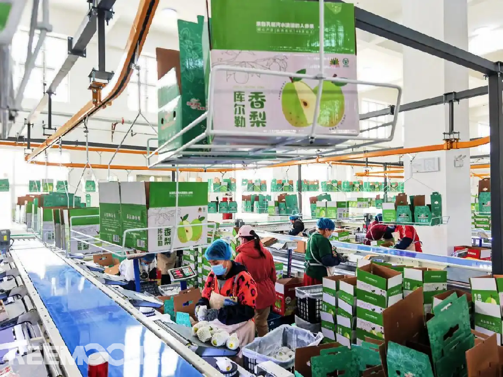 每個香梨都被放在專屬的小托盤里，從傳送帶上“走”到電腦稱重的“過道”里，被分為180克以上、160克至180克、140克至160克、120克至140克、100克至120克等各個規(guī)格，分為不同級別后，一個個香梨“躺”著被電腦指令輸送到不同的級別通道中，順著傳送帶就送到了包裝工人的手邊，他們再一個個套上保鮮紙和發(fā)泡網(wǎng)，頭頂上傳送的