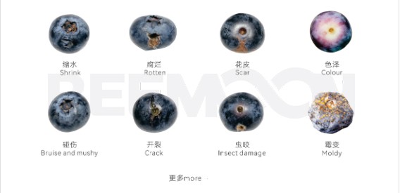 1759976625866530.jpg 藍莓瑕疵.jpg